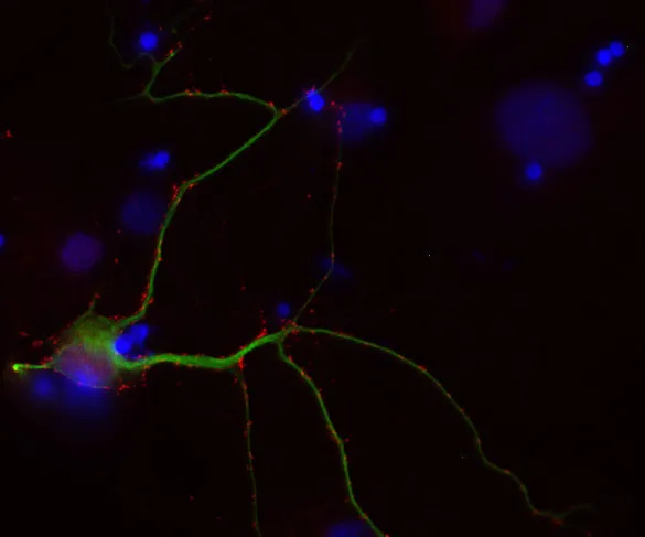 Piccolo Polyclonal chicken IgY fraction - image 1